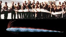 in an image at the top, dozens of military men hold a huge oarfish in a line. Below is an artist impression of a giant oarfish with blueish skin and a red frill on a black background.
