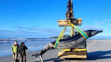 A large dolphin-like whale is carried by a digger on a beach with two people walking alongside it