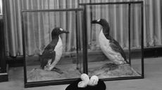 black and white photo showing two great auks in museum display cabinets with eggs placed on a black cushion