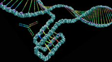 Medical illustration showing a molecule of DNA that is forming an i-motif against a black background. The i-motif is in the middle of the image and a y-shaped antibody is next to it. The DNA molecule and the antibody are multi-colored.